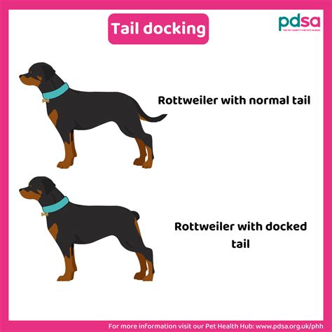 does it hurt dogs to dock their tails